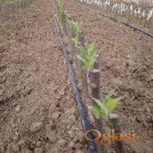 Prodaja voćnih i loznih sadnica Rasadnik AgroMax